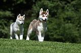 SIBERIAN HUSKY 402
